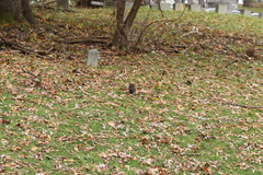 Sciurus carolinensis pennsylvanicus