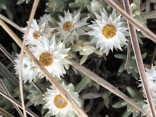Leafy Everlasting (Helichrysum cerastoides)