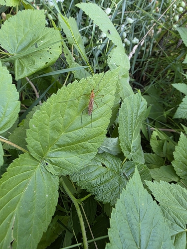 Unknown species found near Carbon County, US-MT, US