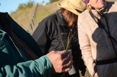 Eragrostis intermedia
