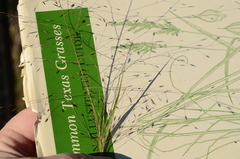 Eragrostis intermedia
