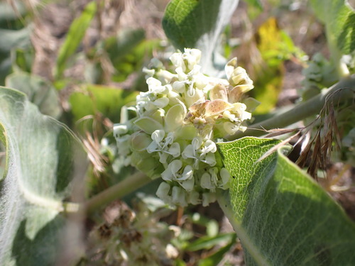 sand milkweed (Asclepias arenaria)