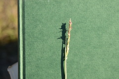 Sporobolus compositus