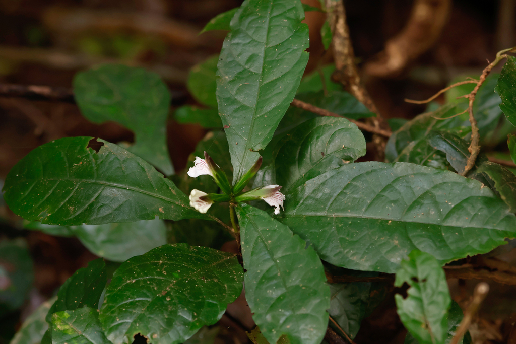 Sclerochiton vogelii