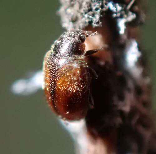 Conifer Lady Beetle photo 4