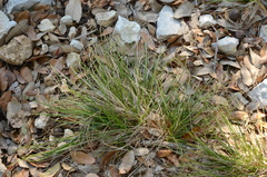 Carex planostachys