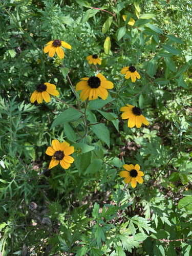 Brown-Eyed Susan