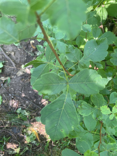 fragrant sumac