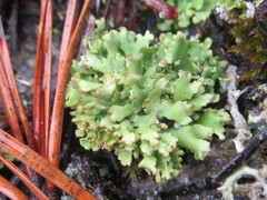 Cladonia strepsilis