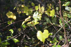Vitis monticola