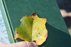 Vitis berlandieri