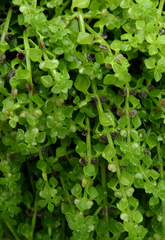 Callitriche muelleri