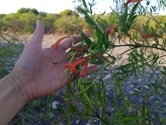 Tecoma fulva garrocha