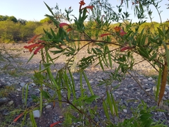 Tecoma fulva garrocha