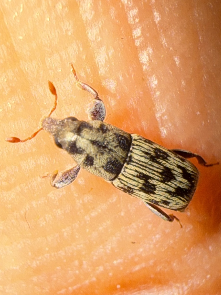 Tomicoproctus