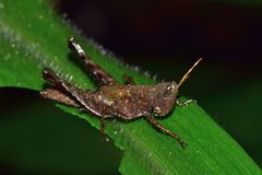 Maculiparia rotundata