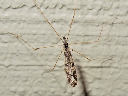 Discobola striata photo 3
