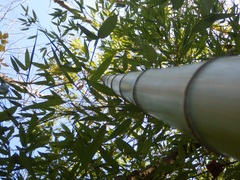 Phyllostachys bambusoides