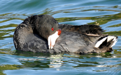 Fulica americana