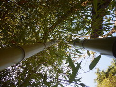 Phyllostachys bambusoides
