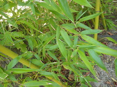 Phyllostachys bambusoides