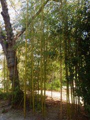 Phyllostachys bambusoides