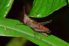 Maculiparia rotundata