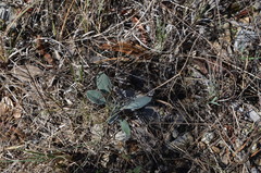 Hymenopappus artemisiifolius