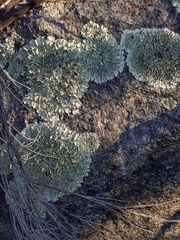 Xanthoparmelia lineola