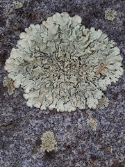 Xanthoparmelia lineola