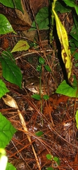 Lithobates maculatus