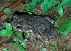 Rhinella major