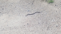 Lampropeltis abnorma