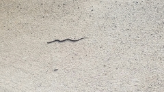 Lampropeltis abnorma