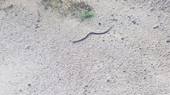 Lampropeltis abnorma