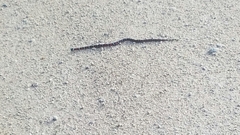 Lampropeltis abnorma