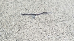 Lampropeltis abnorma