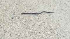 Lampropeltis abnorma