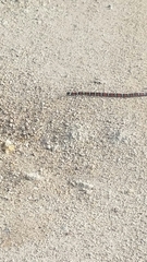 Lampropeltis abnorma