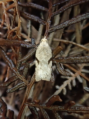 Leucotenes coprosmae