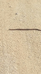 Lampropeltis abnorma