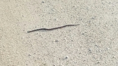 Lampropeltis abnorma