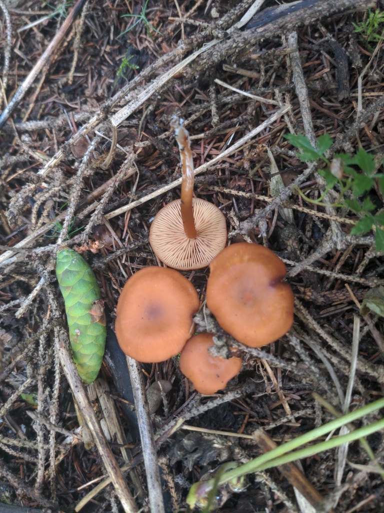 Rhodophana sp. 'AB01'