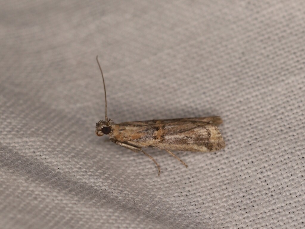 Asalebria florella