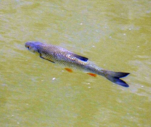 Chub (Squalius cephalus) — Cyprinidae — 2