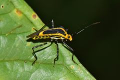 Hypselonotus linea