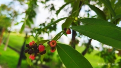 Cratoxylum cochinchinense