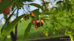 Cratoxylum cochinchinense