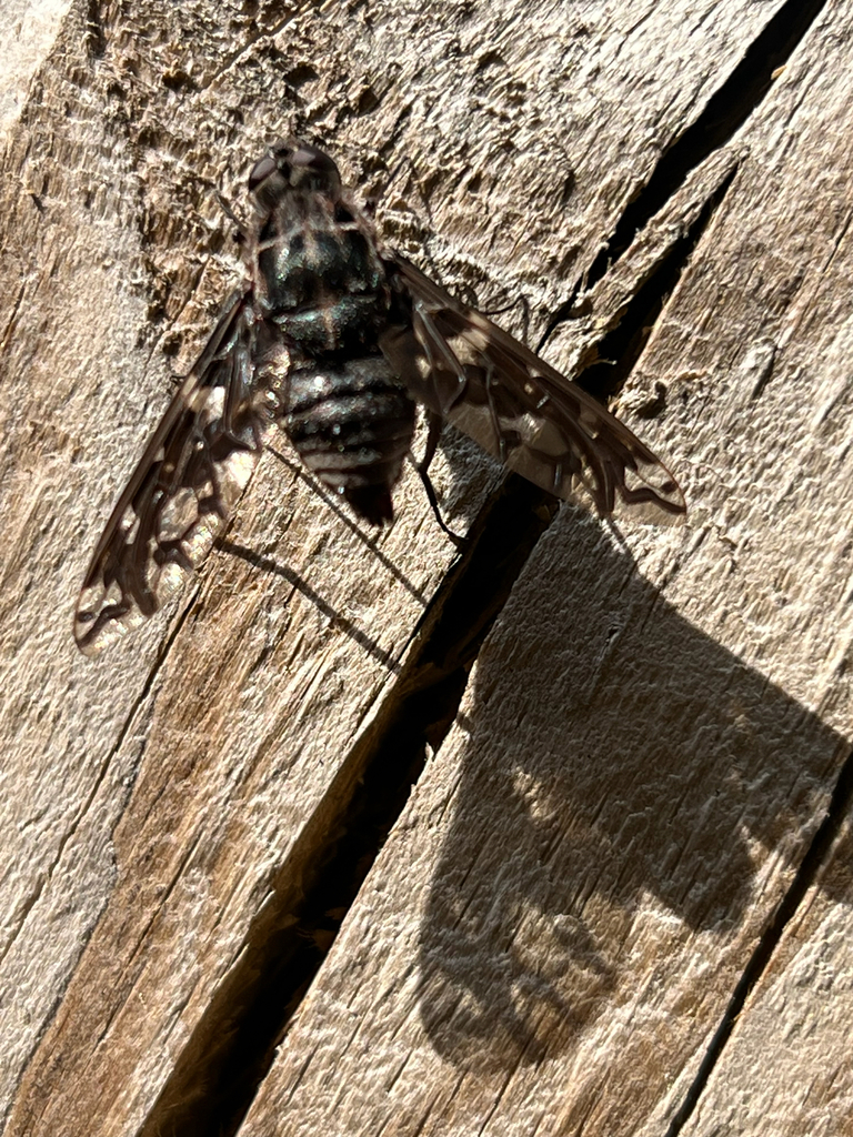 Tiger Bee Fly