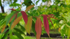 Cratoxylum cochinchinense